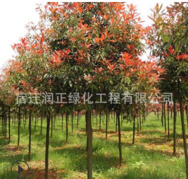 高桿紅葉石楠苗 紅葉石楠小樹苗 大小規(guī)格齊全 基地工程綠化苗