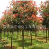高桿紅葉石楠苗 紅葉石楠小樹苗 大小規(guī)格齊全 基地工程綠化苗