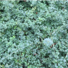 迎春花樹苗 迎春小苗 批發(fā)苗圃直銷迎春床苗工程綠化苗木量大優(yōu)惠
