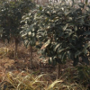 基地供應(yīng)桂花樹四季嫁接桂花樹苗叢生桂花苗公園街道行道綠化樹苗
