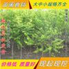 優(yōu)質(zhì)品種最甜的桃 嫁接映霜紅批發(fā) 蟠桃桃樹苗占地苗