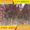 直銷綠化苗木 紫葉桃 紅葉碧桃 紫葉碧桃樹苗 庭院植物