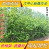批發(fā)工程綠化樹苗 紫荊樹苗 滿條紅苗庭院觀賞花卉 規(guī)格齊全