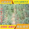 批發(fā) 雪松 雪松苗 四季常青松樹(shù)苗 園林綠化苗木