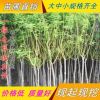 金枝槐 基地種植 大量風(fēng)景綠化金枝槐黃金槐樹(shù)苗