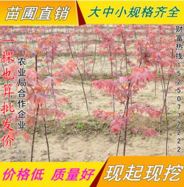 美國紅楓苗日本紅楓風(fēng)景樹雞爪槭盆栽地栽小苗