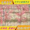 美國(guó)紅楓苗日本紅楓風(fēng)景樹(shù)雞爪槭盆栽地栽小苗