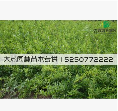 低價批發(fā) 連翹叢生 黃老虎小苗 東北連翹 綠化基地直銷 規(guī)格全