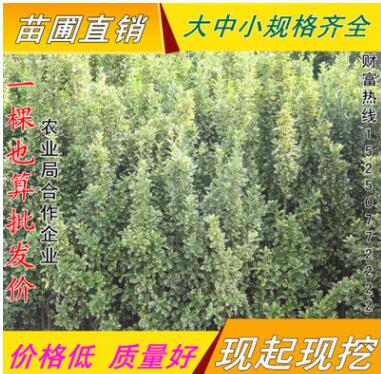 優(yōu)質(zhì)金邊冬青低價批發(fā) 金邊黃楊小苗 金邊黃楊球 規(guī)格齊全
