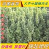 優(yōu)質(zhì)金邊冬青低價批發(fā) 金邊黃楊小苗 金邊黃楊球 規(guī)格齊全