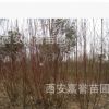 西安直供紅柳樹苗木 山西內蒙新疆西藏寧夏河北陜西 工程用苗直供