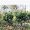 農戶批發大葉黃楊球 陜西大葉/叢生黃楊種植基地