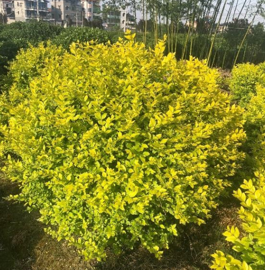 浙江蕭山基地大理供應金葉女貞球和小苗