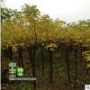 低價出售優質黃金槐 黃金槐樹苗 黃金條槐樹苗 庭院種植吉祥樹
