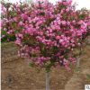 四季開花重瓣日本海棠花樹苗盆景 花卉觀花室內(nèi)植物 海棠盆栽花苗