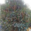四季桂花樹常綠喬木 嫁接苗花卉盆栽植物 庭院室內(nèi)觀花金桂濃香型