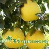批發(fā)新品種巨型天皇蜜柚 柚子樹苗 紅心柚 品種齊全 量大從優(yōu)