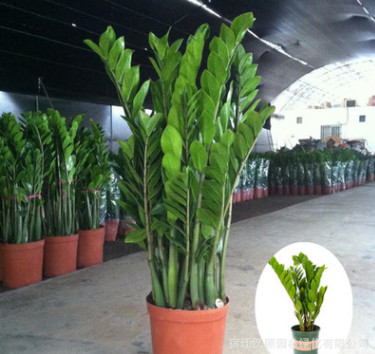 金錢樹搖錢樹室內(nèi)客廳大綠植盆栽盆景花卉吸甲醛觀葉招財植物盆栽