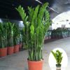 金錢樹搖錢樹室內客廳大綠植盆栽盆景花卉吸甲醛觀葉招財植物盆栽