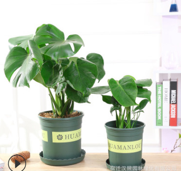 批發(fā)龜背竹大型盆栽綠植室內(nèi)吸甲醛凈化空氣四季常青水培大葉植物
