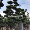 小葉榕，小葉榕樁頭，小葉榕造型