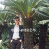 鐵樹，蘇鐵