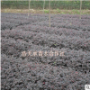 庭院花卉 紅花繼木庭院彩色塊苗 紅花檵木綠化工程苗 規格齊全