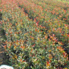 供應 優良 紅葉石楠小苗 園林綠化工程苗木 紅葉石楠