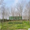 苗圃直銷批發黃櫨樹苗 綠化工程苗 行道樹 規格品種齊全