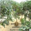 批發正宗嫁接桂花樹 苗圃直銷發貨 品種規格全 優質綠化盆栽
