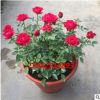 月季歐月盆栽微型玫瑰盆栽花苗歐月王妃綠植花苗薔薇苗薔薇盆栽