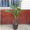 滴水觀音綠色觀葉植物辦公室客廳大型綠植盆栽花卉凈化空氣海芋