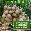 正宗石硤龍眼苗嫁苗接南方種庭院儲良龍眼當年結(jié)果四季龍眼果樹苗