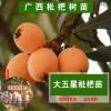 大五星枇杷苗 嫁接苗果樹苗當年結(jié)果南方種植庭院盆栽枇杷果樹苗