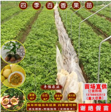 黃金百香果苗紫香一號當年結果南方種植四季盆栽滿天星百香果樹苗