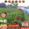 批發(fā)番石榴樹苗四季珍珠番石榴紅心芭樂紅寶石嫁接果樹苗當年結(jié)果