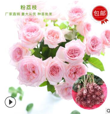 廠家供應(yīng)四季玫瑰鮮切花種苗 粉荔枝玫瑰花種苗 庭院陽臺花卉植物
