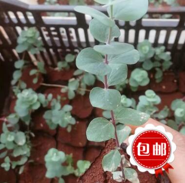 昆明基地自產(chǎn)自銷尤加利種苗 家庭室內(nèi)觀葉尤加利種苗