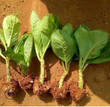 批發(fā)繡球花苗工程綠化基地直銷 市政園林工程綠化配送 小苗供應(yīng)