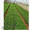 廠家直供盆栽切花觀賞型綠化工程用苗新品火龍珠小苗量大優(yōu)惠