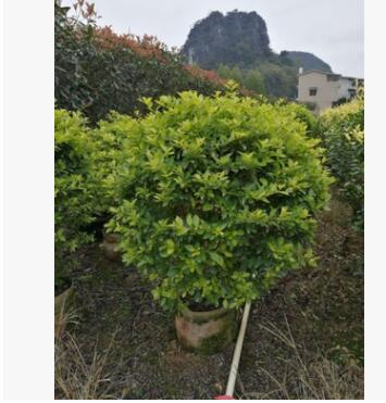 黃素梅球