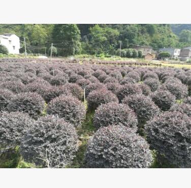 紅花繼木精品球廣西桂林興安縣合意苗木基地