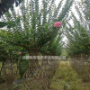 成都溫江紫薇花瓶編織花瓶?jī)r(jià)格低便宜