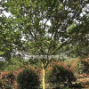 成都哪里紫薇價(jià)格低便宜大紅紫薇