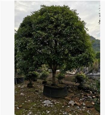 桂花樹