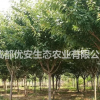 成都櫻花晚櫻價格低便宜