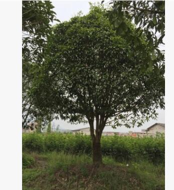 移植苗熟貨桂花樹