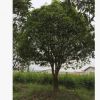 移植苗熟貨桂花樹