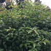 大量供應左右高小葉香樟地苗