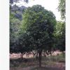 桂花樹金桂容器苗